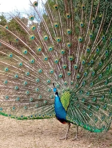 2025 pajaros02
